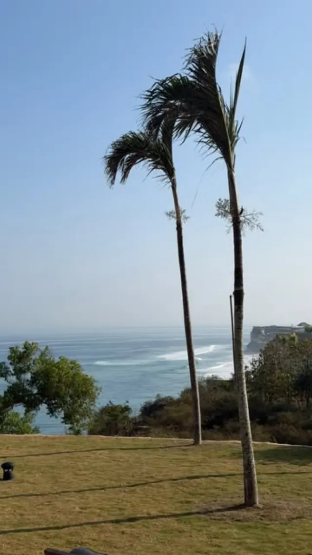 Reel: palm trees on a clifftop by the ocean